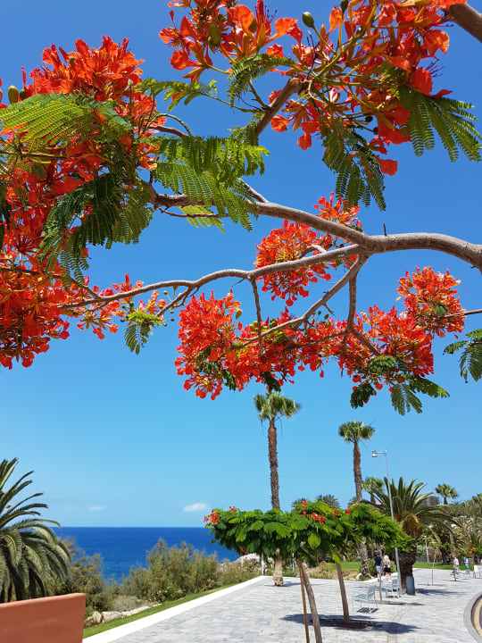 Garten Hotel Riu Palace Tenerife