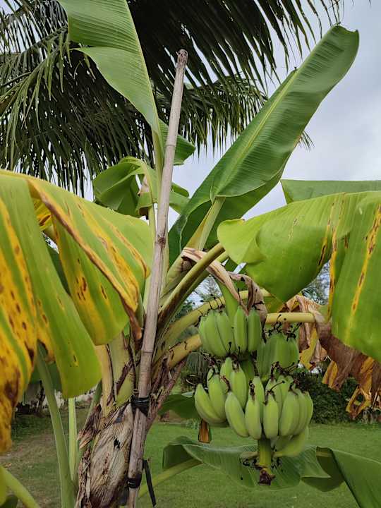 Gartenanlage Mida Grande Resort Phuket Official Account