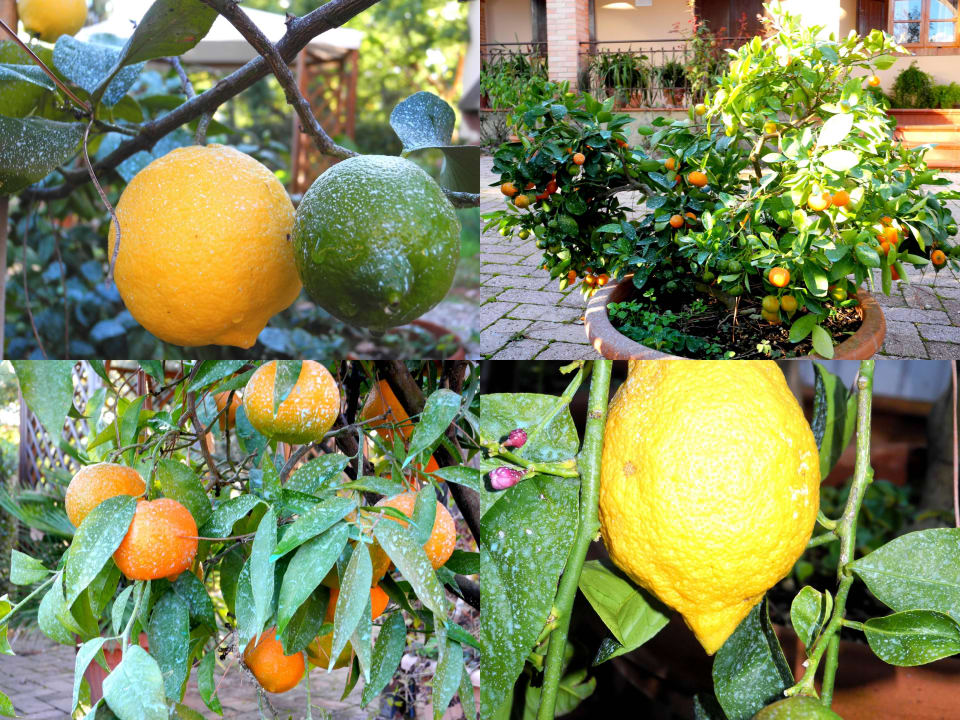 PLANTS IN THE GARDEN Hotel Le Renaie