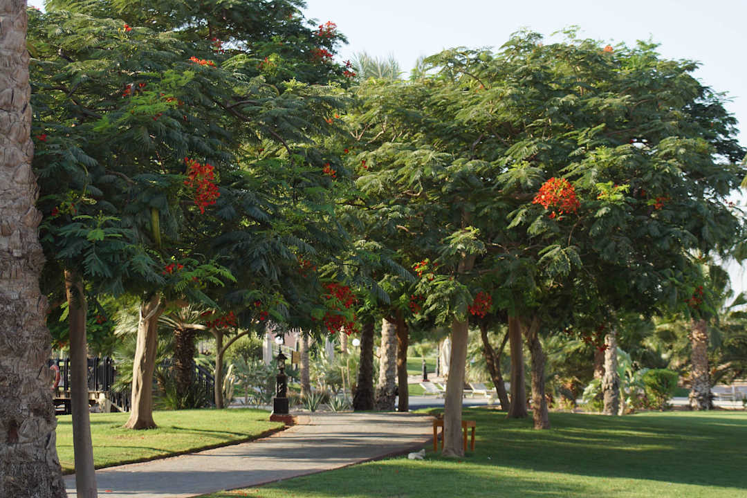 Gartenanlage Steigenberger ALDAU Beach Hotel