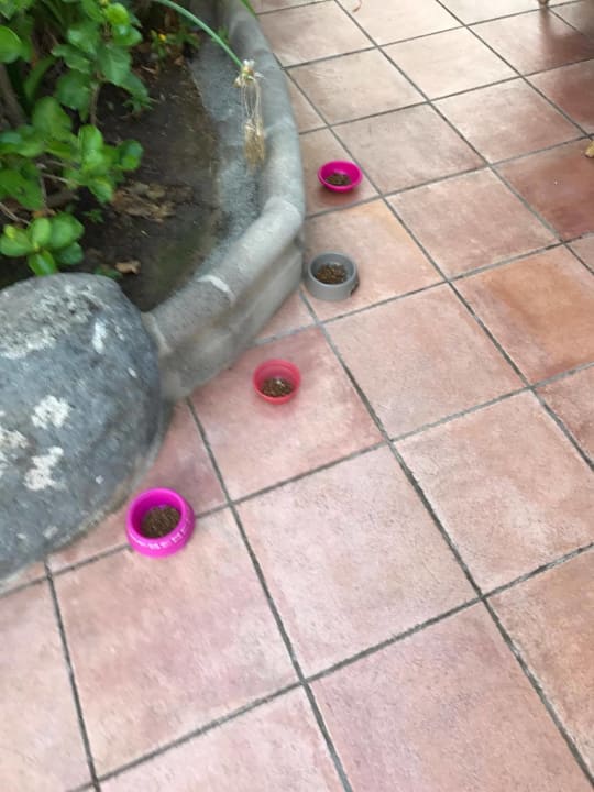 Sonstiges Maspalomas Princess