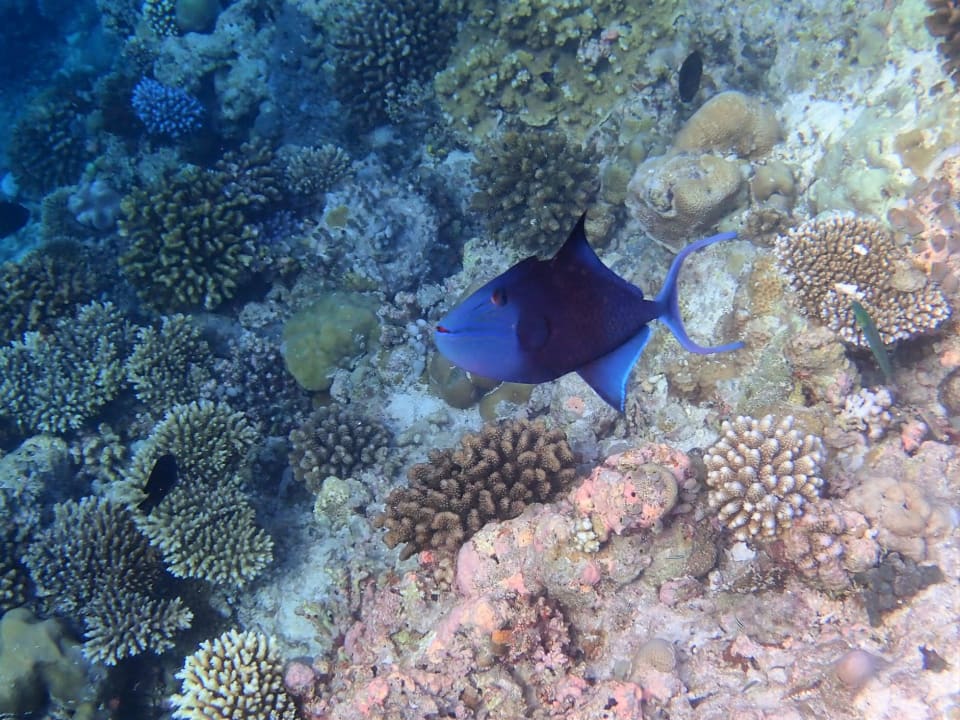 Sport & Freizeit Filitheyo Island Resort