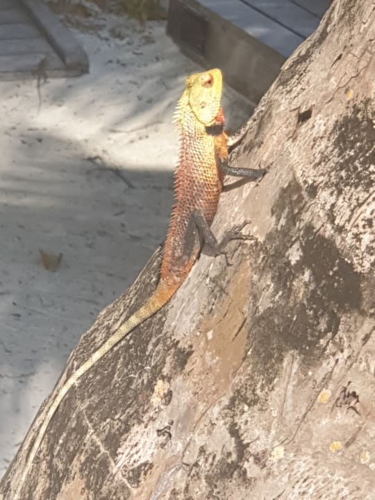 Gartenanlage Meeru Maldives Resort Island