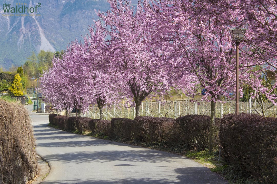 Frühling im Waldhof bei Meran 3 Hotel Der Waldhof