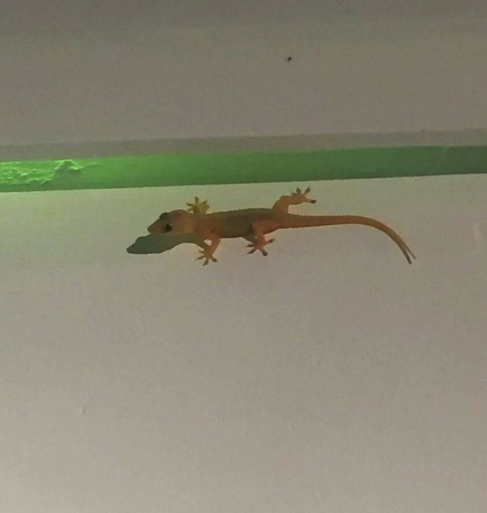 Gecki Kuramathi Maldives