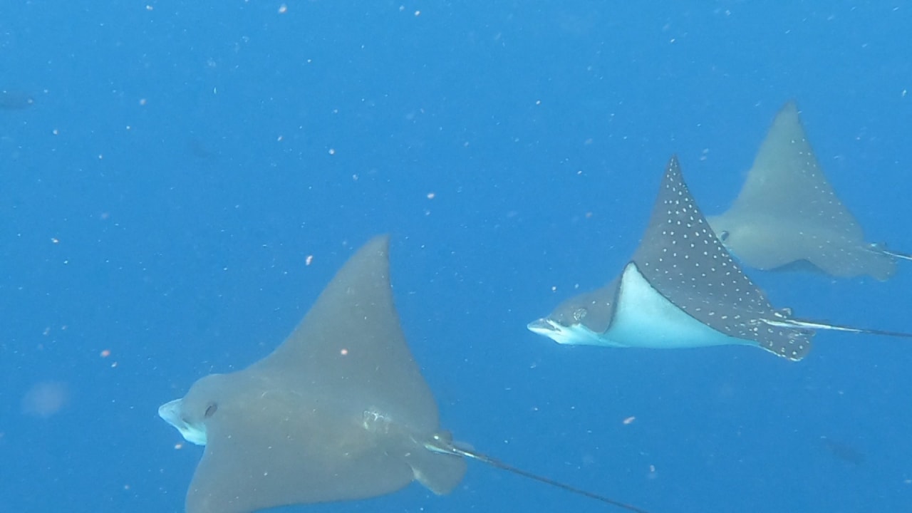 Sport & Freizeit NH Collection Maldives Reethi Resort