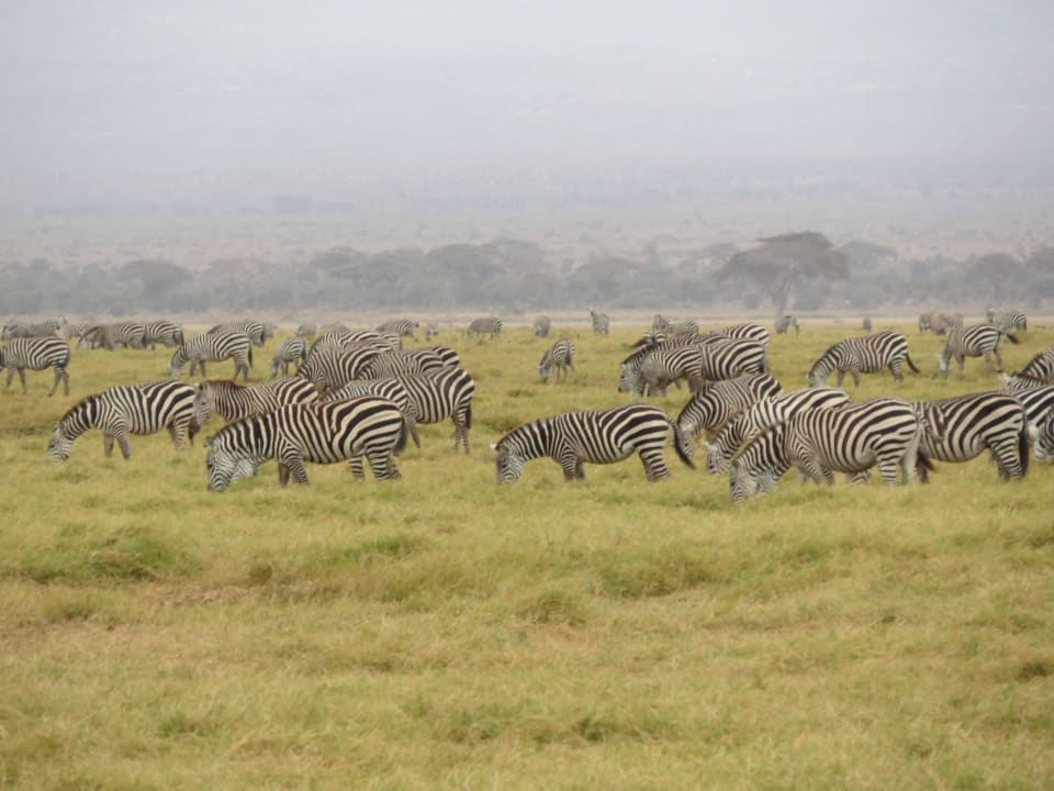 Blick von unserer Terasse aus Ol Tukai Lodge