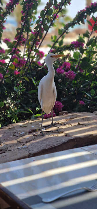 Gartenanlage Wadi Lahmy Azur Resort