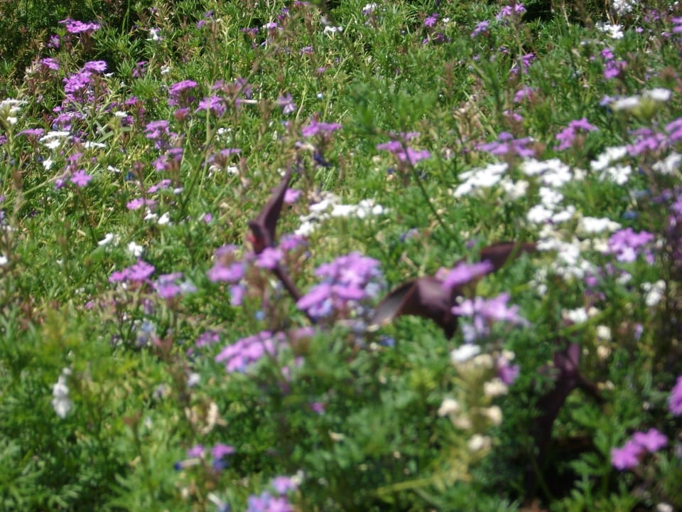 Verbene Sentido Trendy Verbena Beach