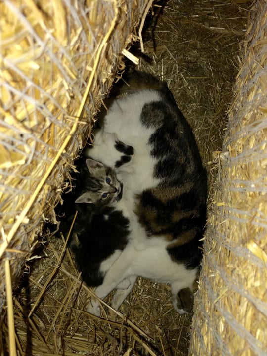 Sonstiges Ferienhof Dingeldey