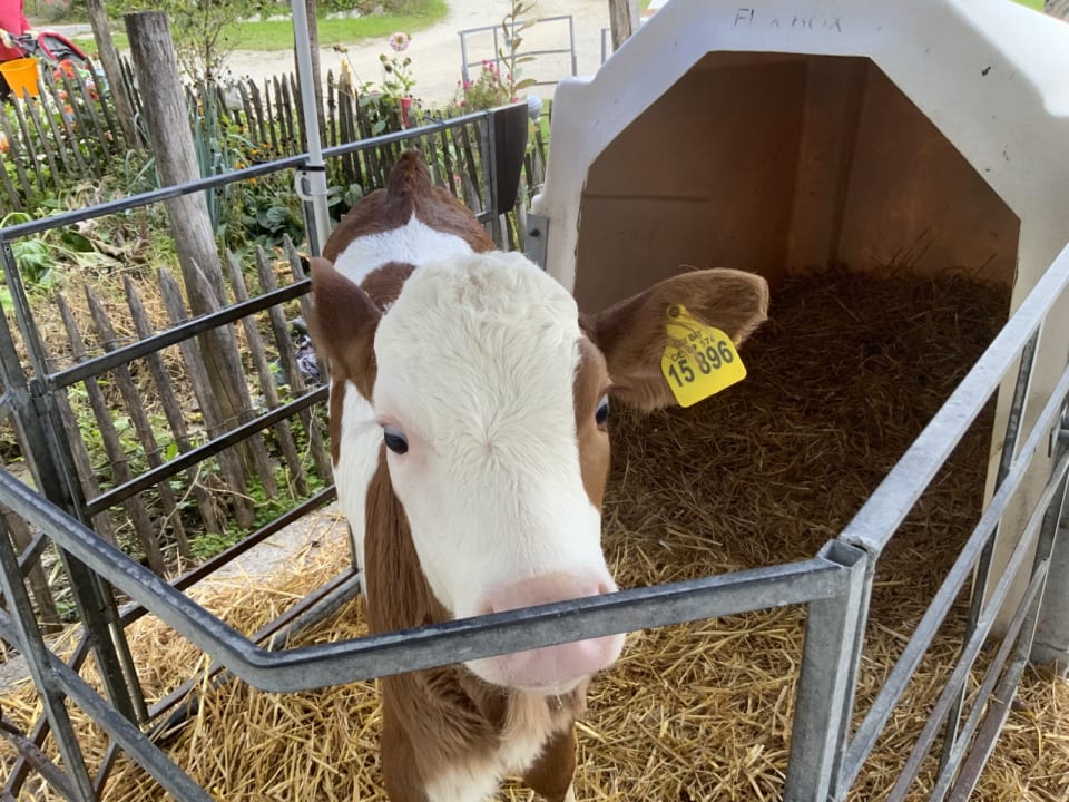 Sonstiges Ferienwohnungen Doblerhof