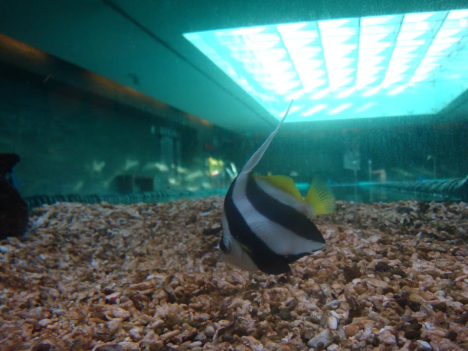 Poolblick Hotel Cascais Miragem