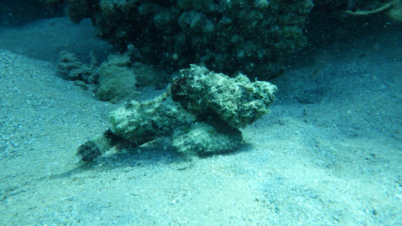 Strand Utopia Beach Club