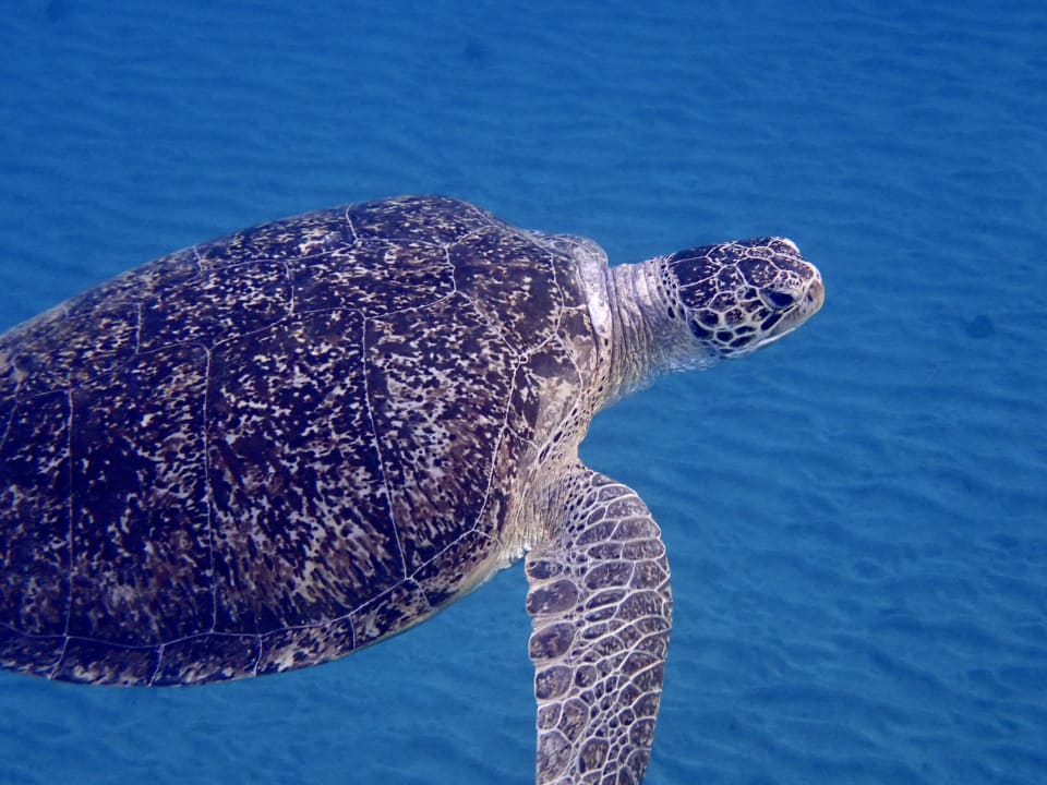 Sport & Freizeit Three Corners Equinox Beach Resort