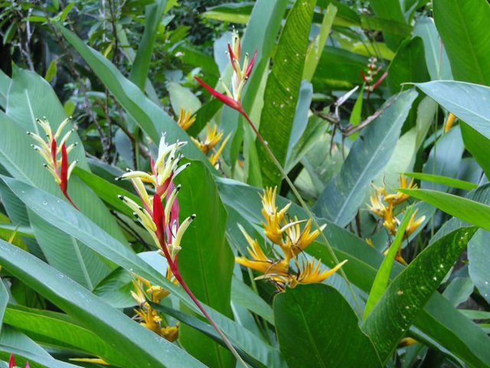 Blüten Paradise Beach Resort, Samui