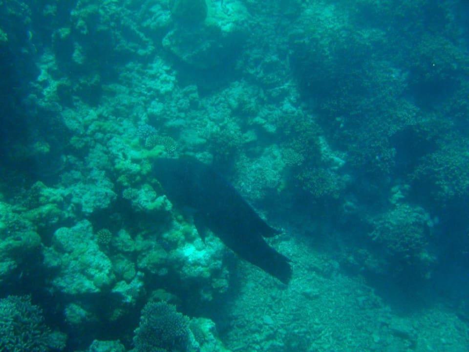 Napoleon im CoralGarden Embudu Village