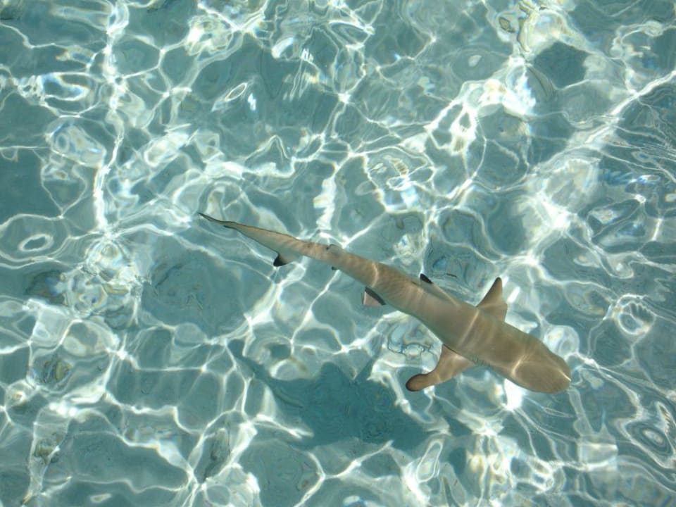 Babyhai Royal Island