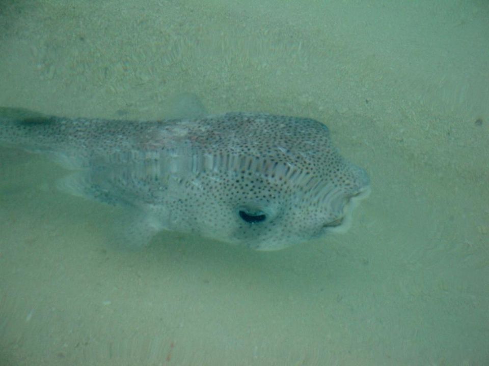 Fisch Summer Island Maldives