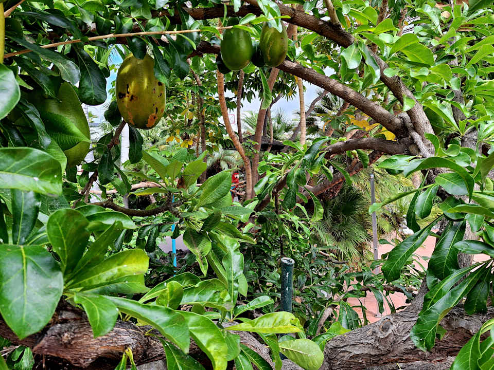 Gartenanlage Hacienda San Jorge