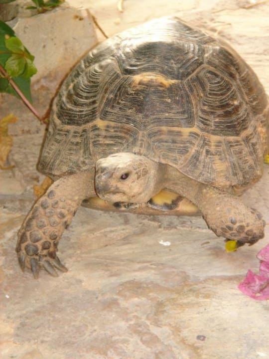 Diese Schildkröte hat uns manchmal besucht Ölüdeniz Beach Resort by Z Hotels