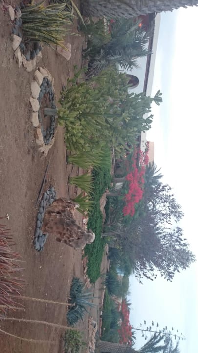 Gartenanlage Occidental Boa Vista Beach