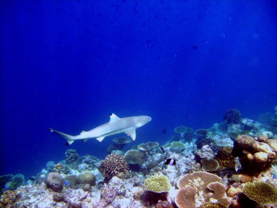 Riff-Hai Kuramathi Maldives