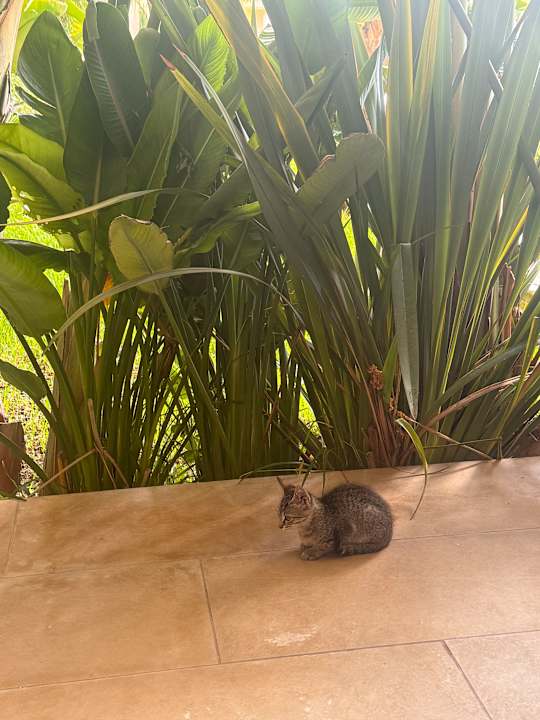 Zimmer Grupotel Playa de Palma Suites & Spa