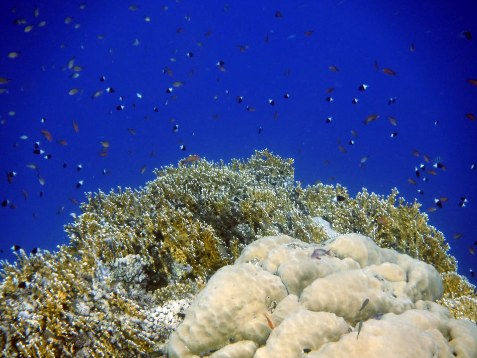 Strand Steigenberger Coraya Beach - Adults only