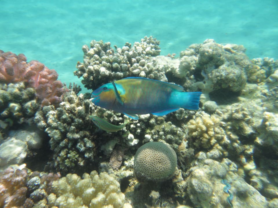 Sport & Freizeit Fort Arabesque Resort, Spa & Villas