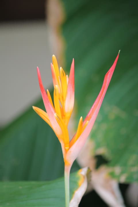 Garten Bangsak Village