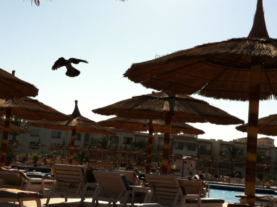 Am Pool Pickalbatros Dana Beach Resort - Hurghada