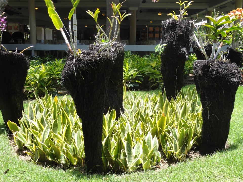 Orchideen-Park Iberostar Waves Dominicana