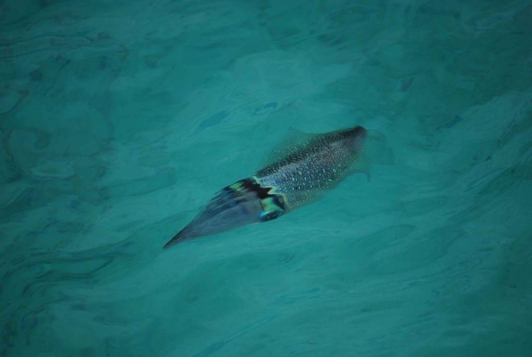Tintenfisch Summer Island Maldives