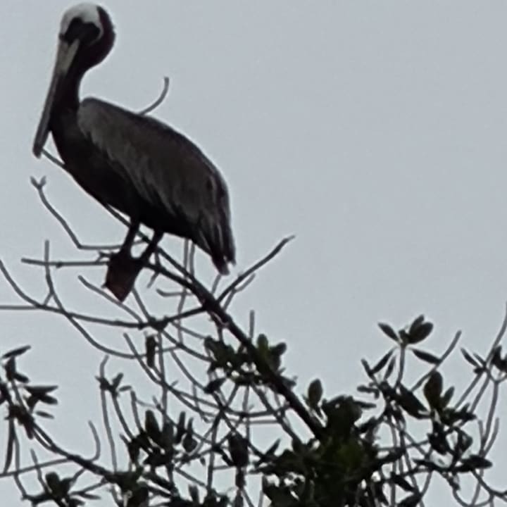 Gartenanlage  Dreams La Romana Resort & Spa