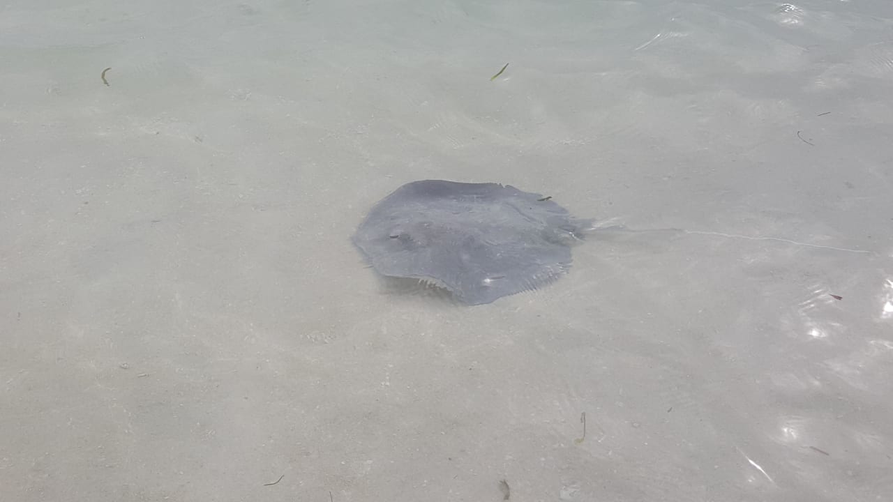 Rochen Kuredu Island Resort & Spa