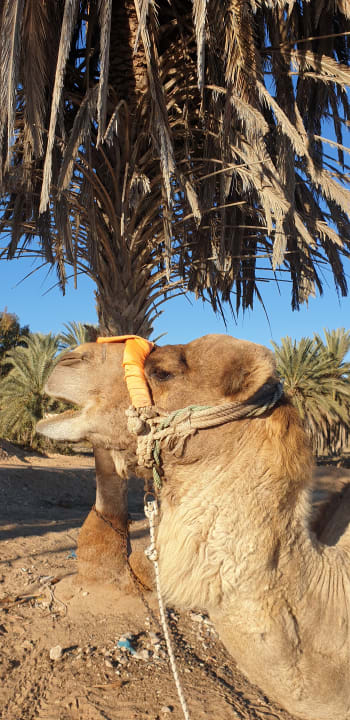 Strand Hotel El Mouradi Djerba Menzel