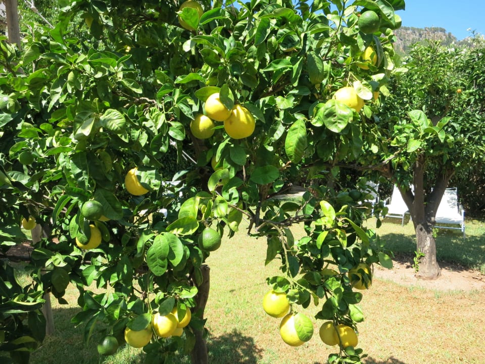 Zitronenbaum Fornalutx Petit Hotel