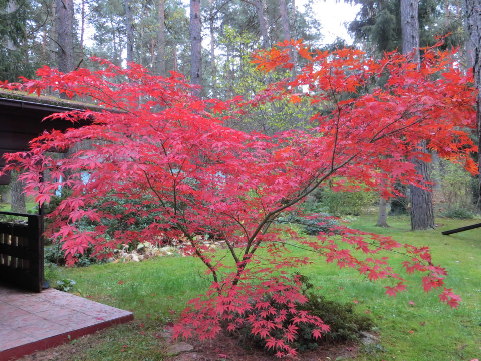 Gartenanlage Kastavengrund - Ferienhaus Calluna