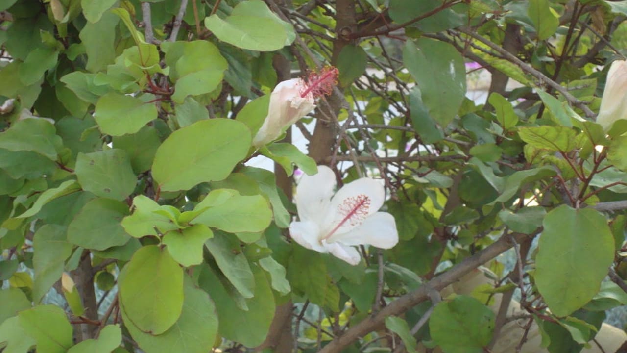 Blütenzeit Zita Beach Resort