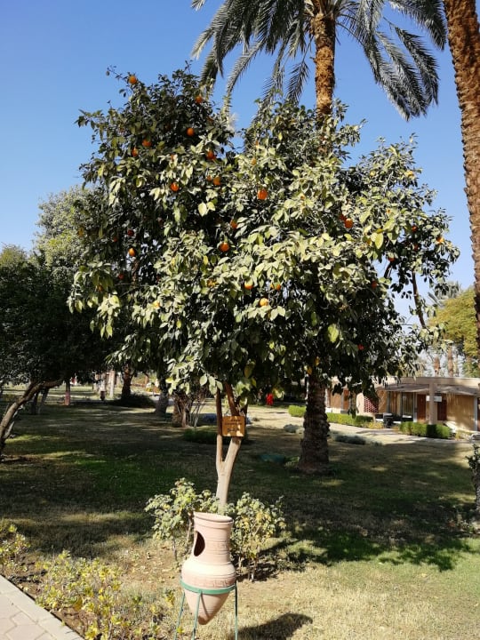 Außenansicht Jolie Ville Kings Island Luxor