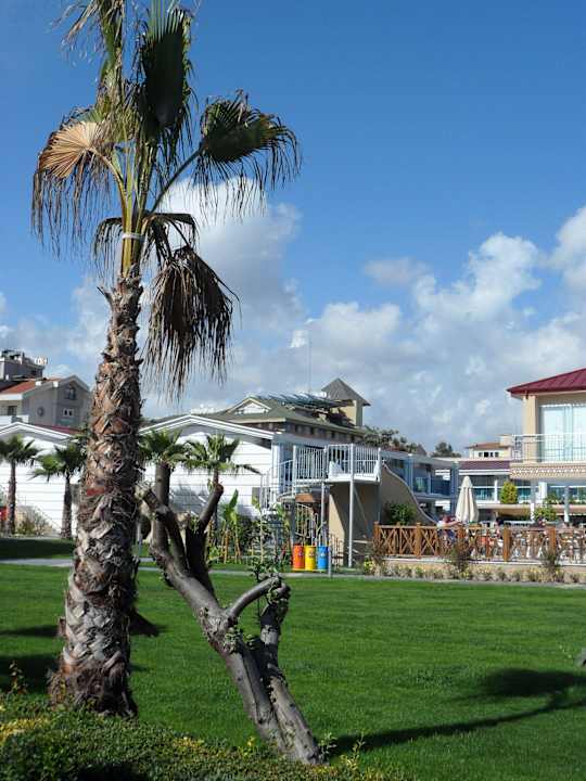 Sattes Grün und junge Palmen Sun Club Hotel