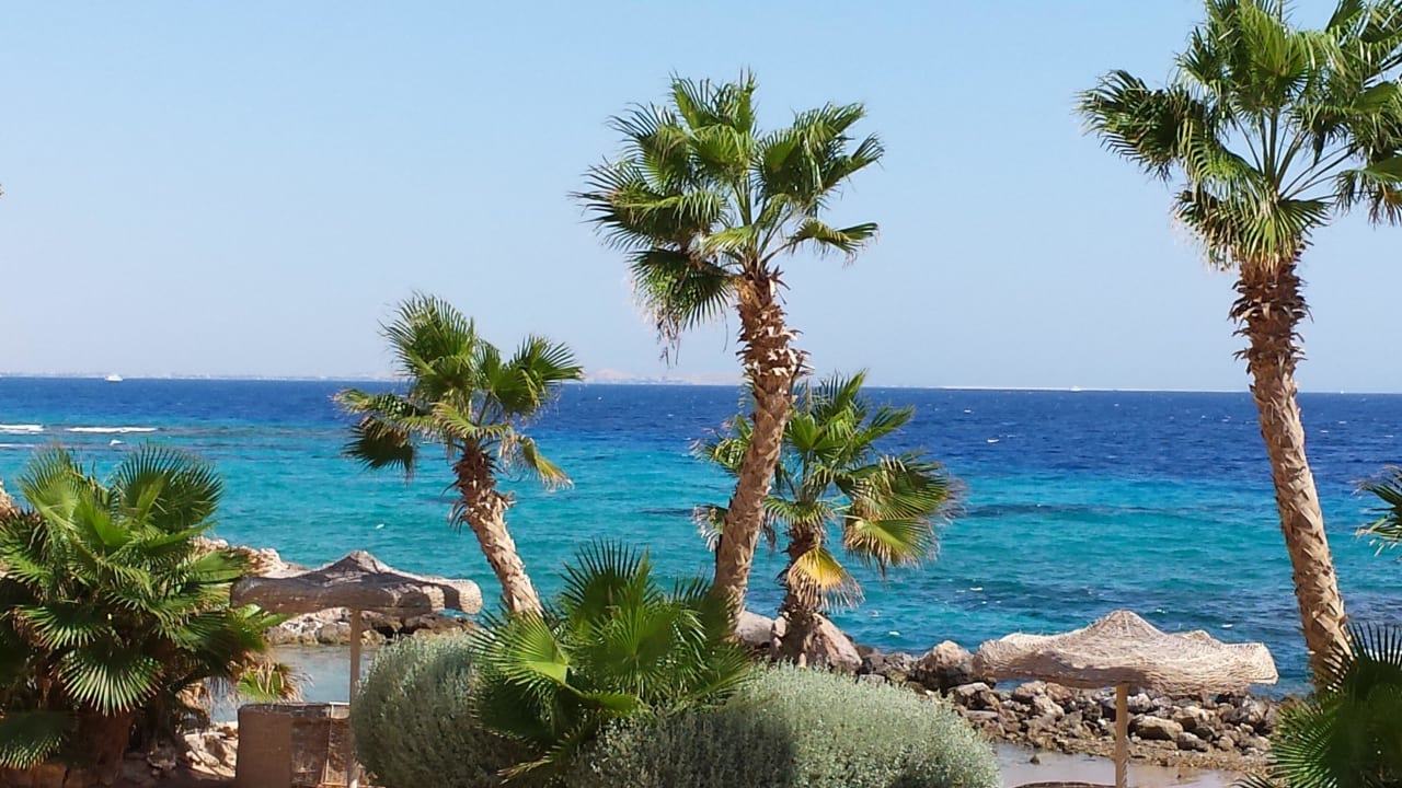 Palmen am gesamten Strand Pickalbatros Citadel Resort