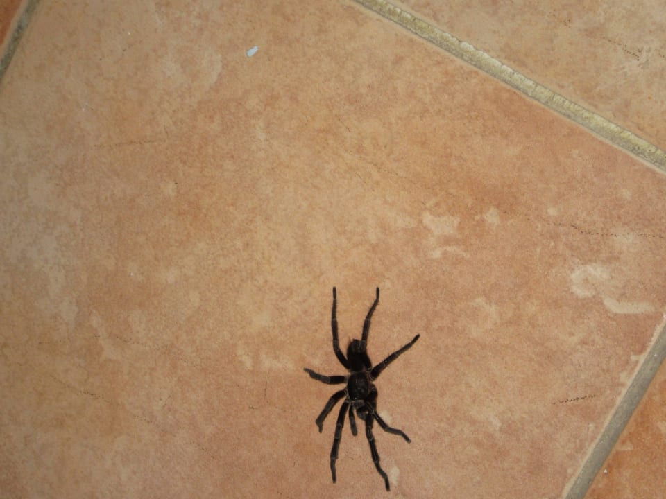 Spinnen Hotel Playa Pesquero