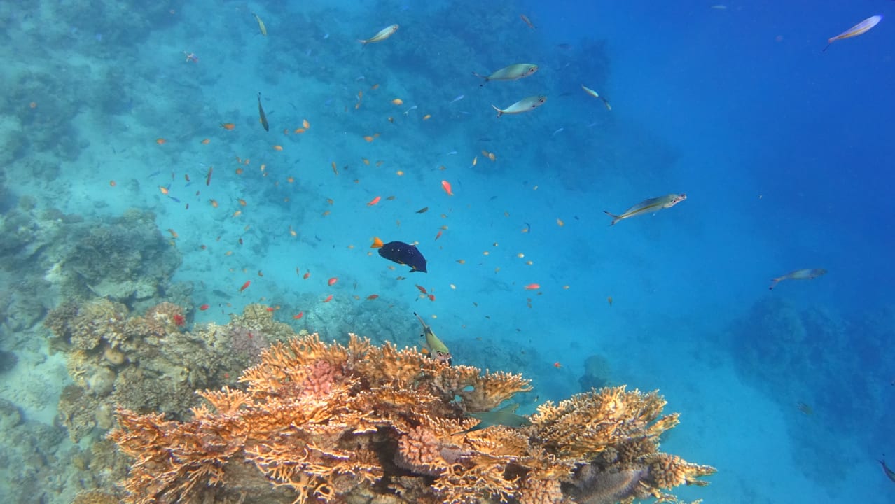 Strand Steigenberger Coraya Beach - Adults only