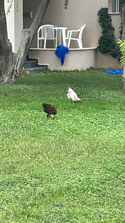 Gartenanlage Labranda Alantur Resort