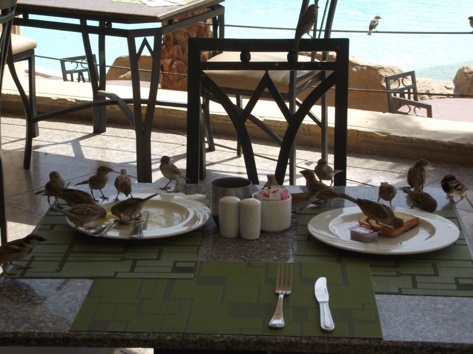 Restaurant Pickalbatros Palace Resort