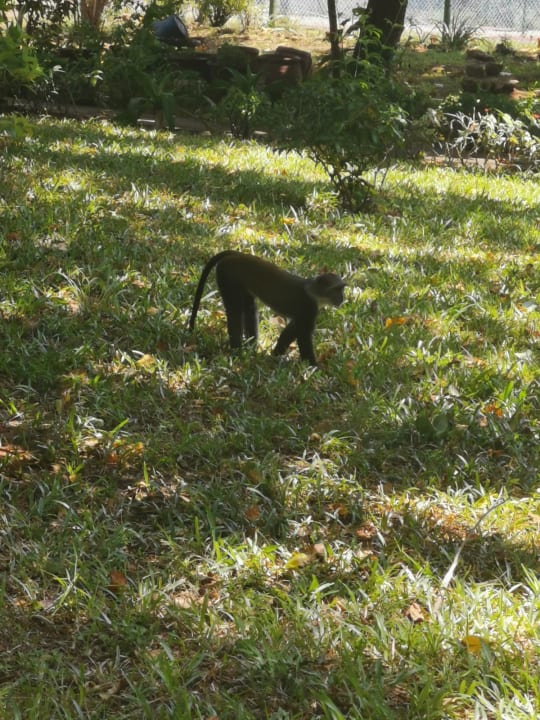 Gartenanlage Hotel Jacaranda Indian Ocean Beach Resort