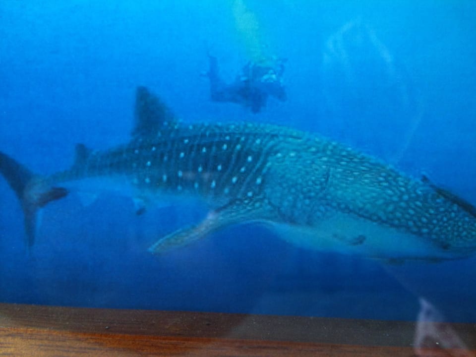 Die Walhai-Exkursion ist bekannt in dieser Gegend LUX South Ari Atoll