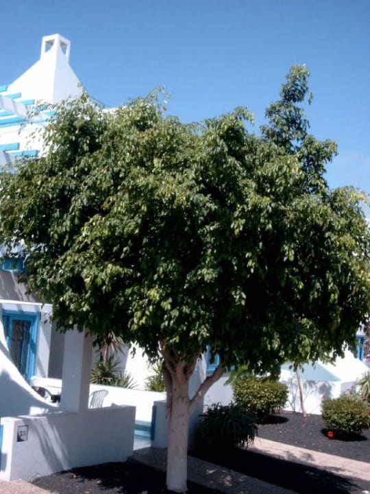 Vegetation am Hotel Costa Mar Aparthotel Costa Mar