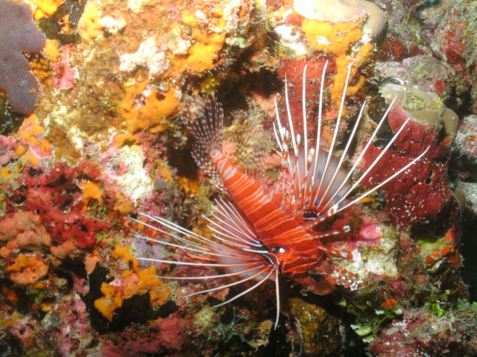 Roter Feuerfisch NH Collection Maldives Reethi Resort